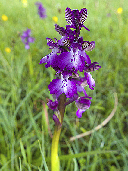green winged DSCF0030