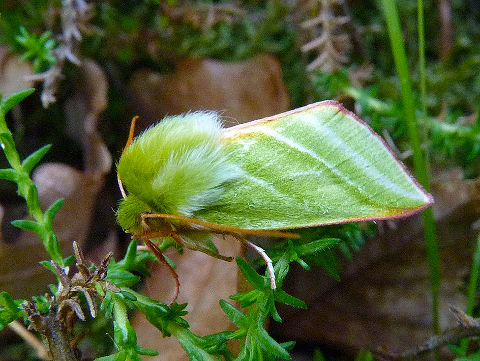 Green_Silver-lines_Moth_(a)