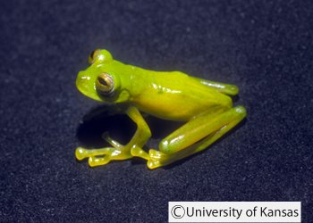 Nymphargus prasinus 9644