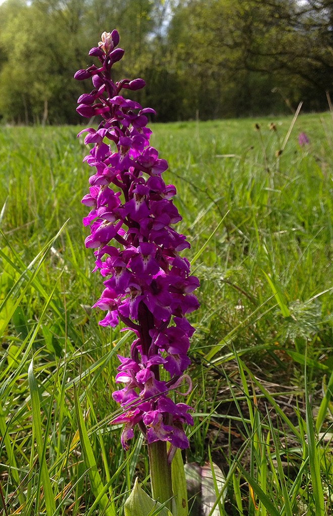 Orchis mascula, NY roadside IMG_1001