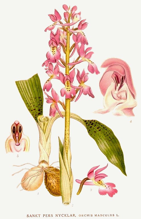 Orchis_mascula_Nordens_Flora_401