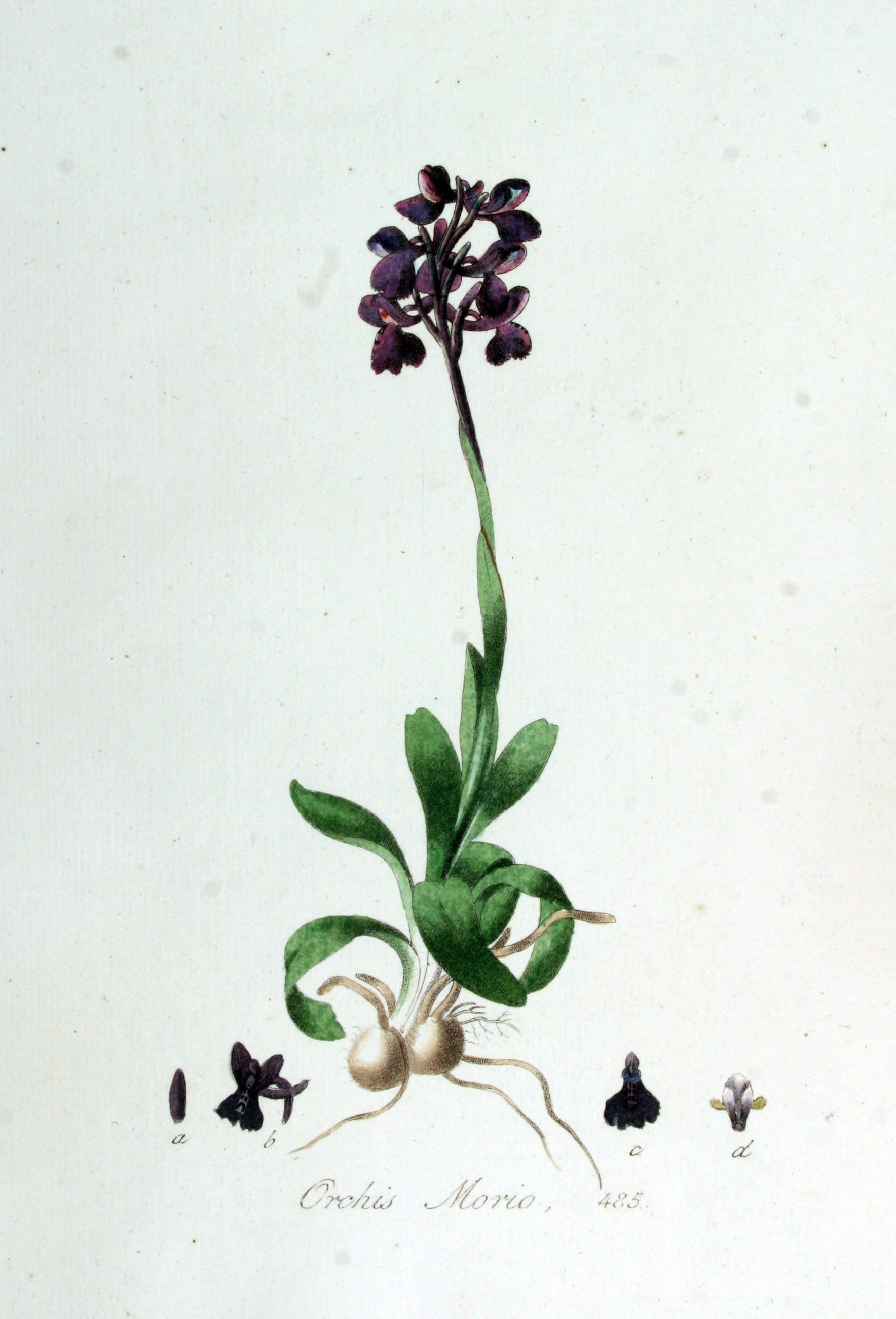 Orchis_morio_—_Flora_Batava_—_Volume_v7
